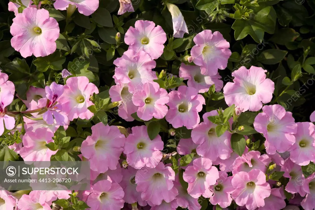 Petunia drooping 'Niagara Butterfly Rose' in summer France