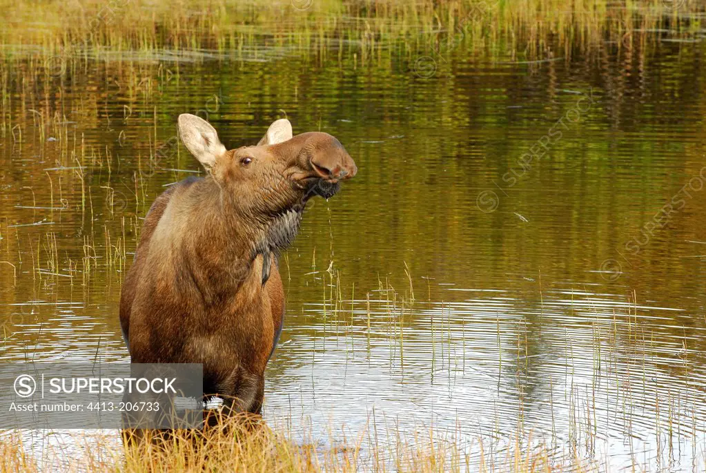 Female Elk bathing in a lake NP Denali Alaska