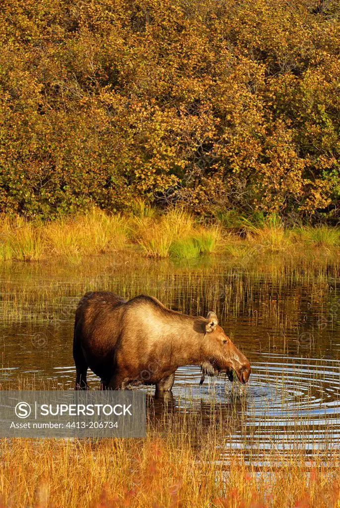 Female Elk eating herbs of a lake NP Denali Alaska