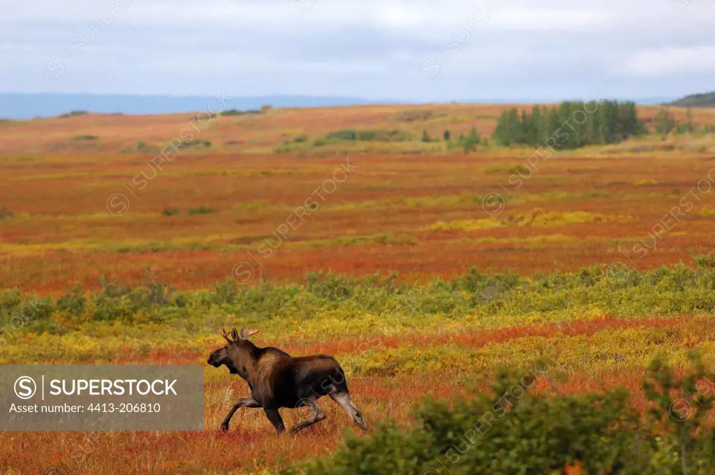 Young male Elk at trot in the tundra NP Denali Alaska