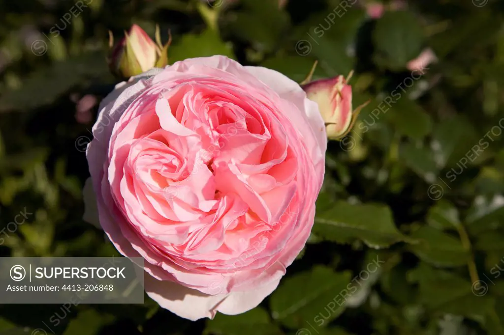 Rose 'Pierre de Ronsard' Garden of Elsie France