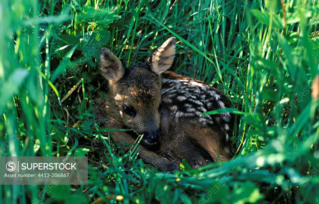 Young Roe Deer lying in the grass France