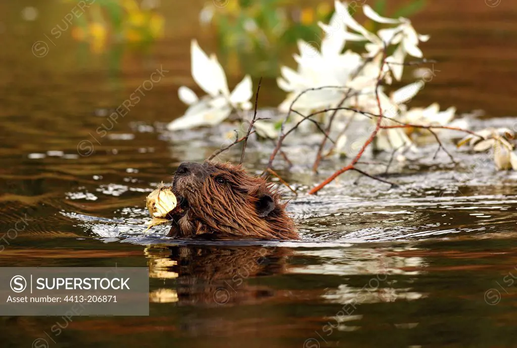 Beaver carrying a branch NP Denali Alaska