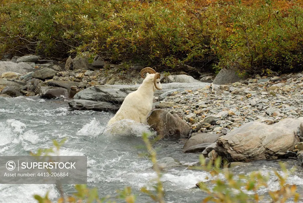 Aries of Dall's sheep in the river NP Denali Alaska
