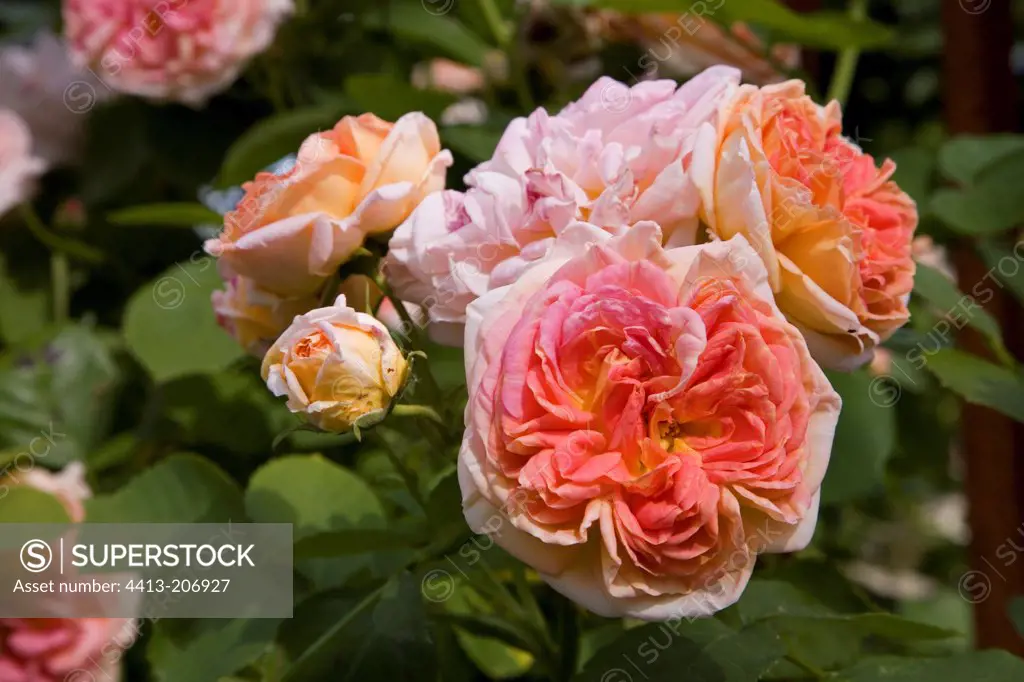 Rose 'Alchemist' The Garden of Elsie France