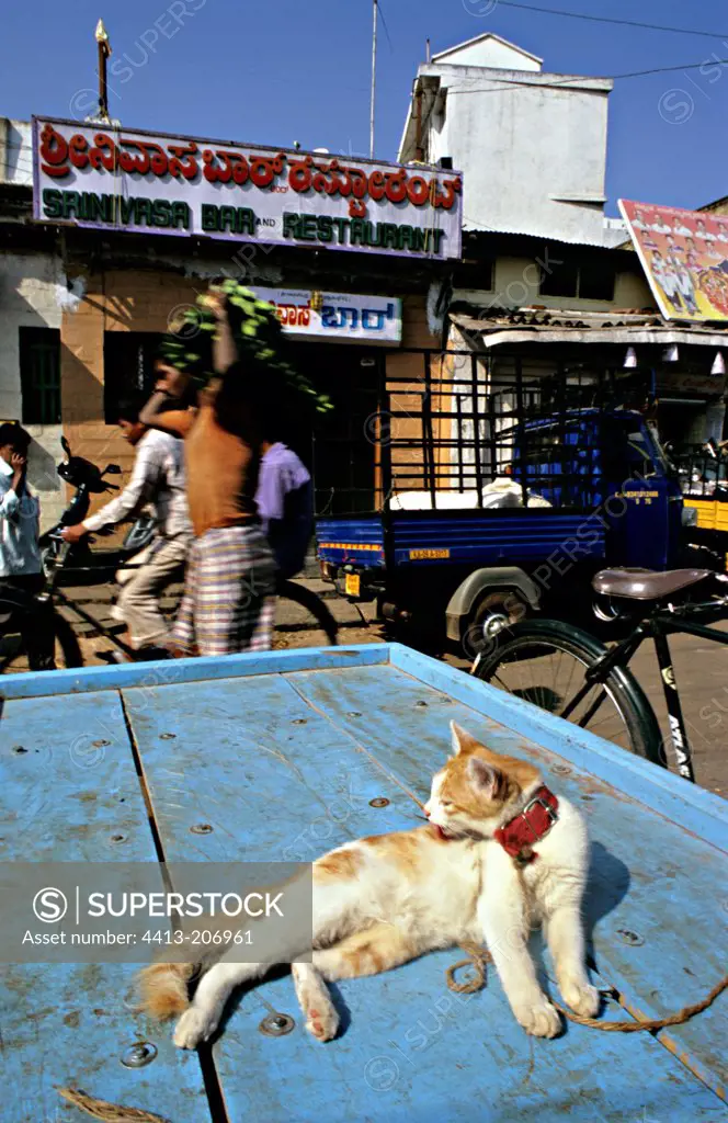 Street scene with persons and a cat kept on leash Mysore