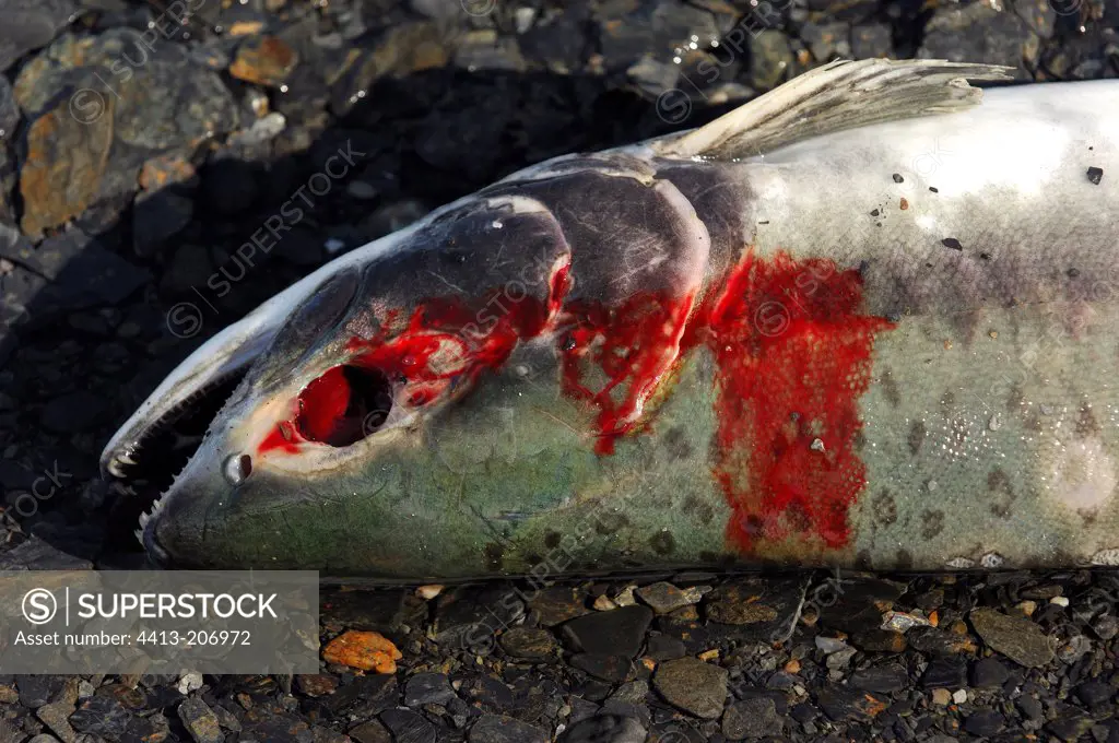 Corpse of female Pink salmon whose an eye was eaten Alaska