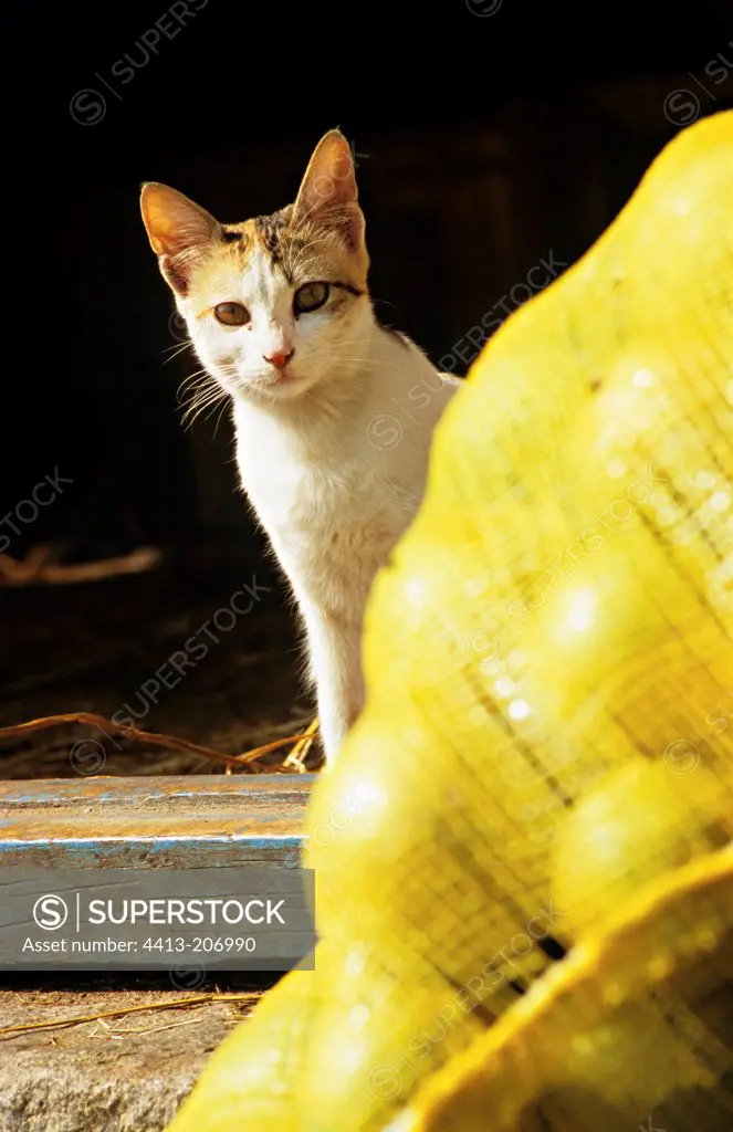 Cat sitting next to a vegetable bag India