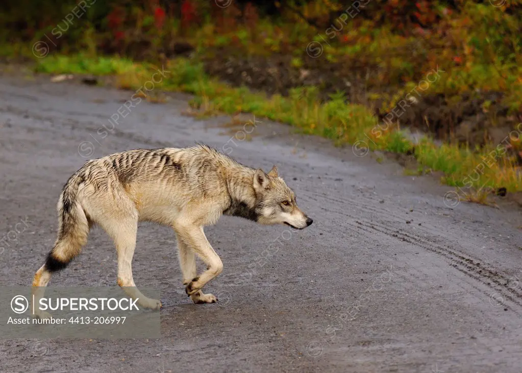 Gray wolf crossing a road NP Denali Alaska