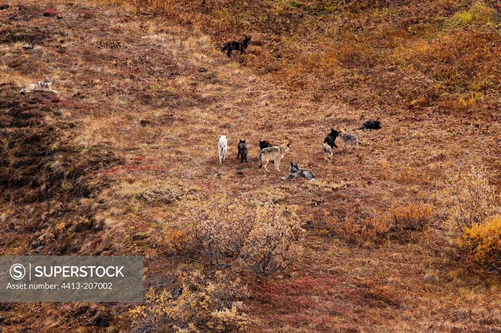 Gray wolfs in the tundra in autumn NP Denali Alaska