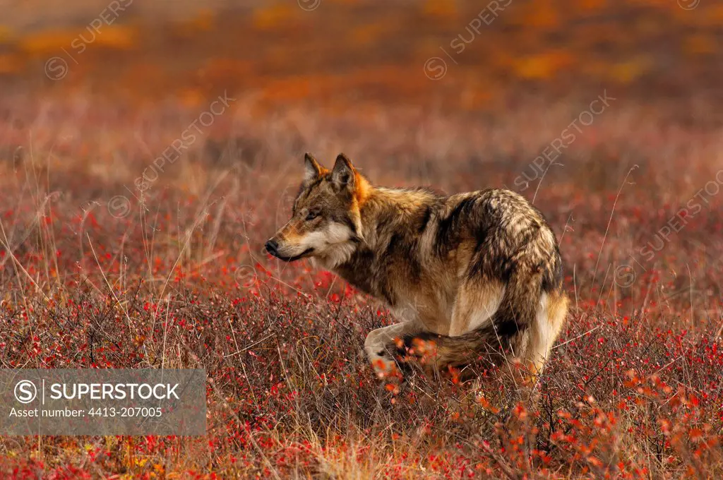 Gray wolf hunting in the tundra in autumn NP Denali Alaska