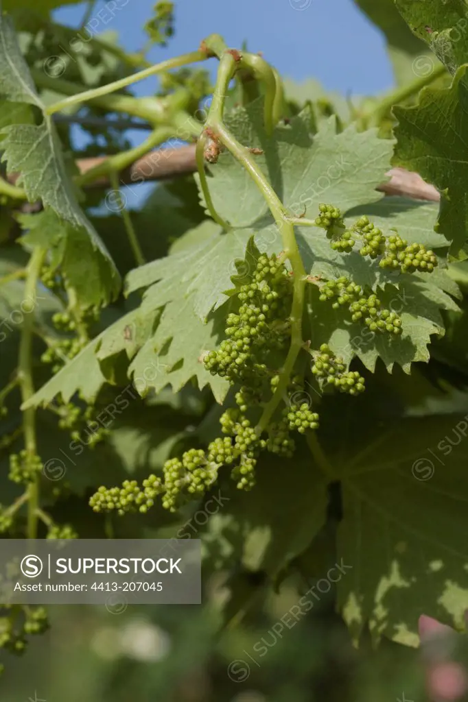 Grappe grape in June France