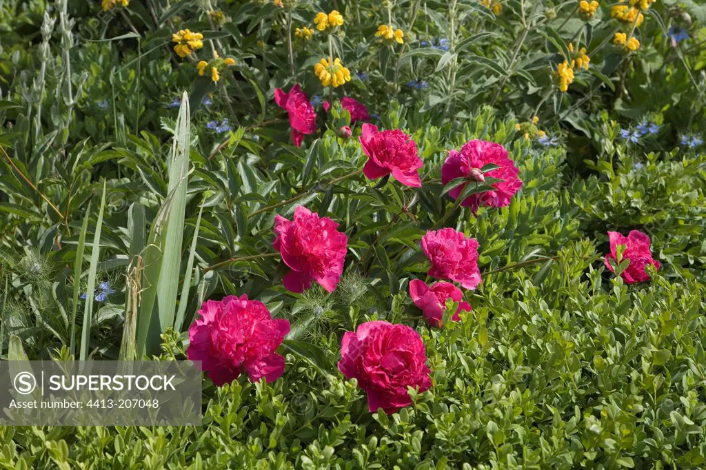 Peony 'Louis Van Houtte' and Bow tree in June France