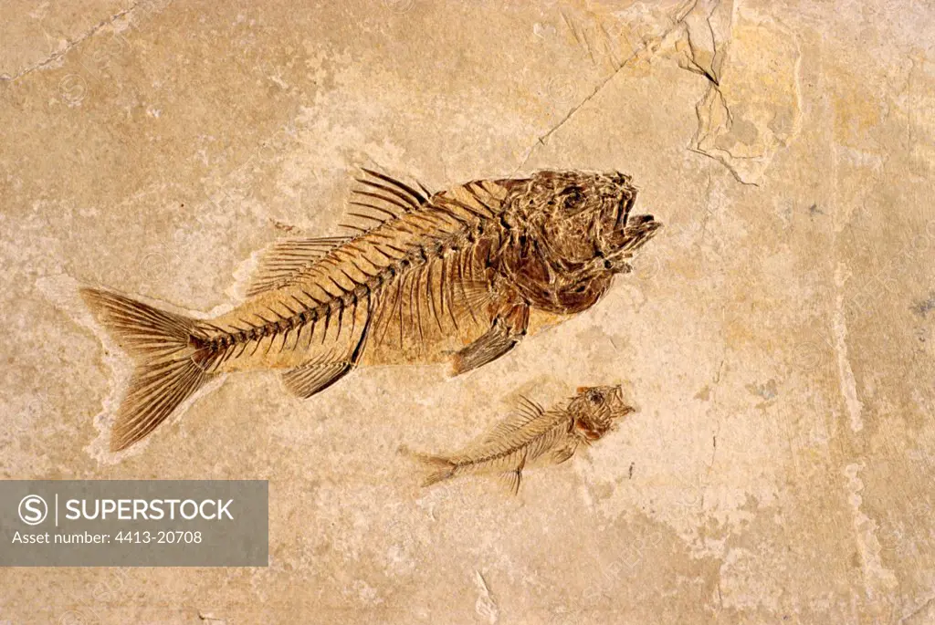 Fossil fish from the Oligocene