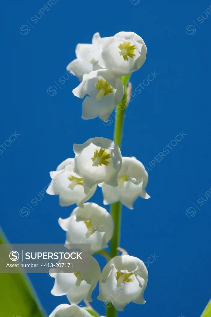 Lily-of-the-valley in flower in early May bearing happiness