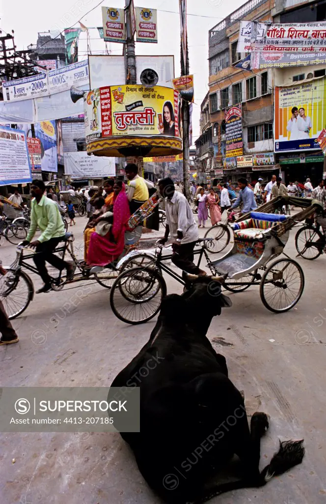 Sacred cow lying in a street of Varanasi India