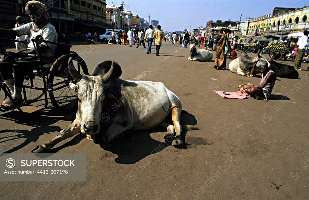 Sacred cows and beggar in a street of Puri India