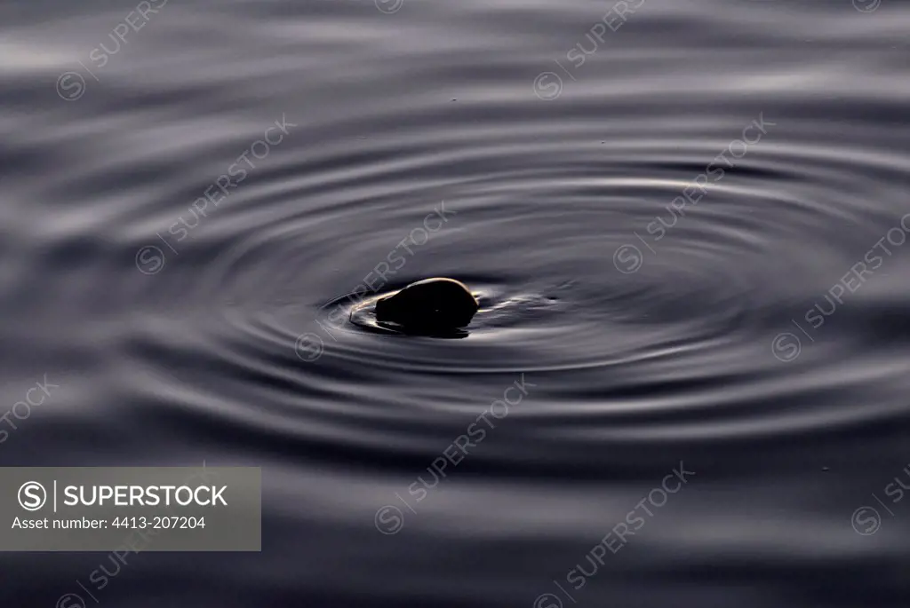Seal muzzle of a common emerging from the water
