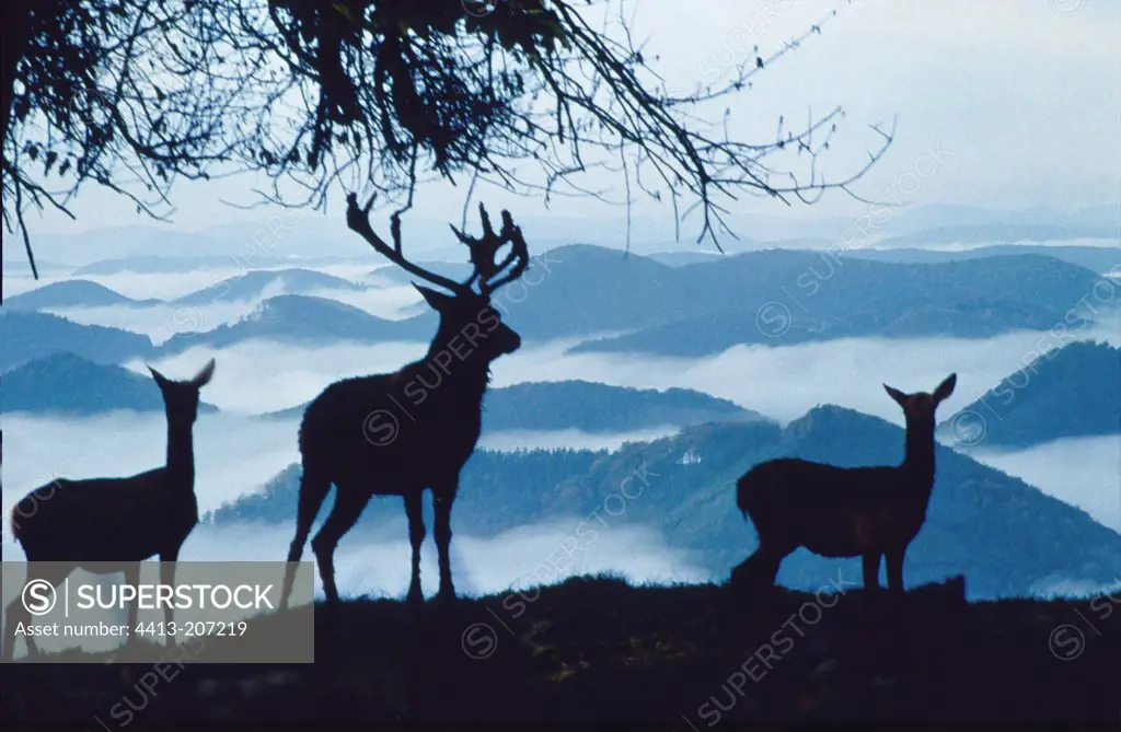 Family of Deer in Wintersberg Alsace France