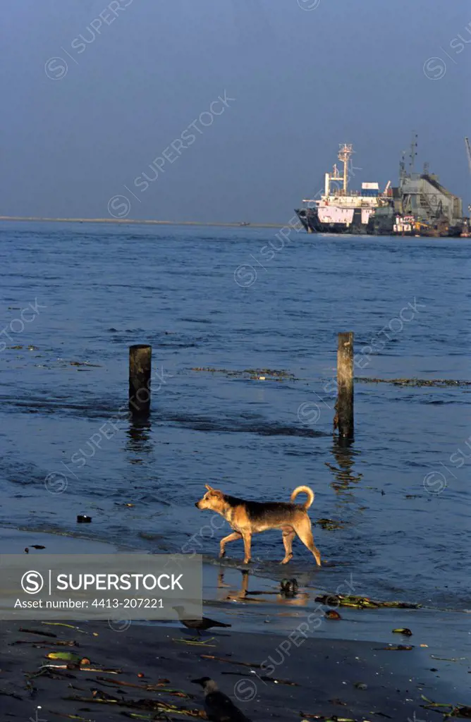 Chien leaving water on the sandy beach of Kochi India
