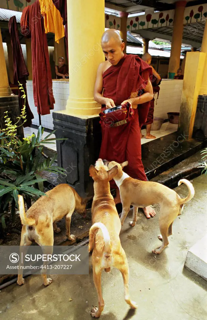 Buddhist monk feeding DogsThaïland