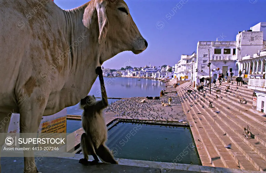 Langur touching the throat of a sacred cow Pushkar India