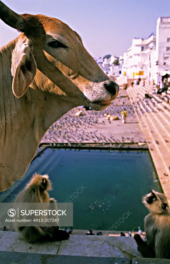 Langurs and sacred cow overhanging a pool Pushkar India
