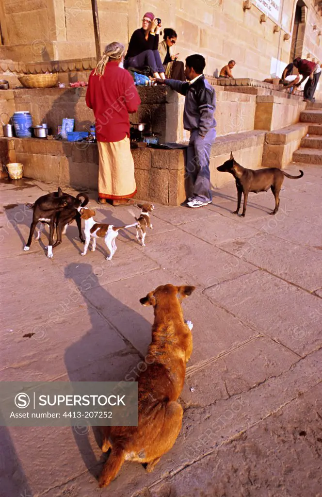 Group of people and dogs on ghats India