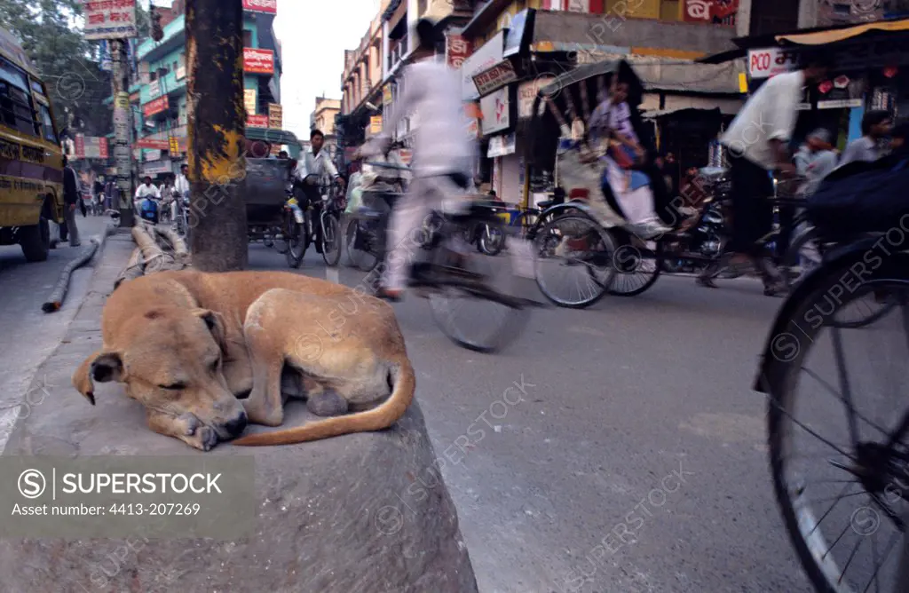 Dog sleeping on a low wall in the middle of the street India