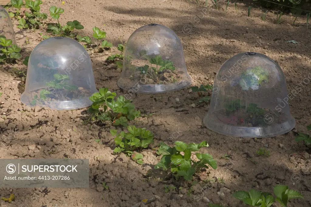 Strawberry plants under glass plastic in June France