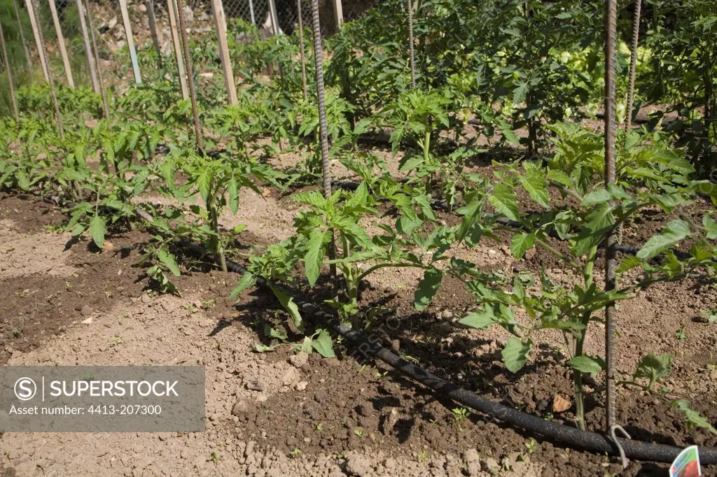 Ranks tomato watered by hose microporous France
