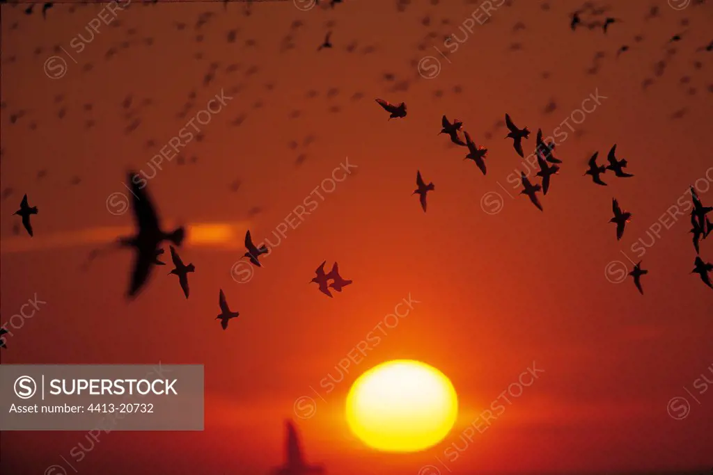 Waders flying in sunset