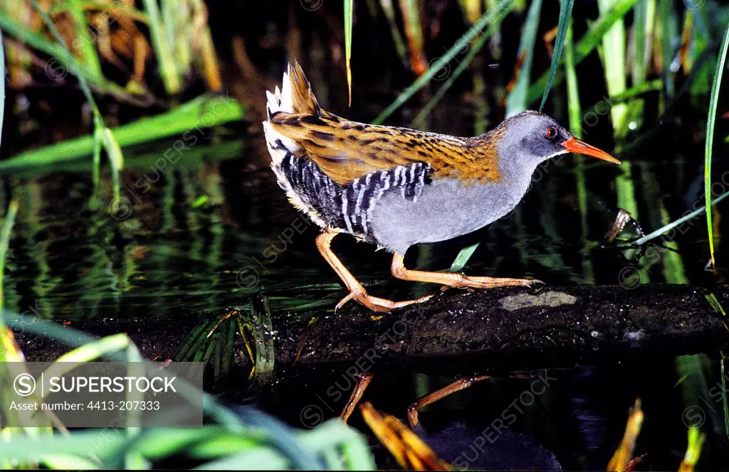 Water Rail walking in the swamp Alsace France