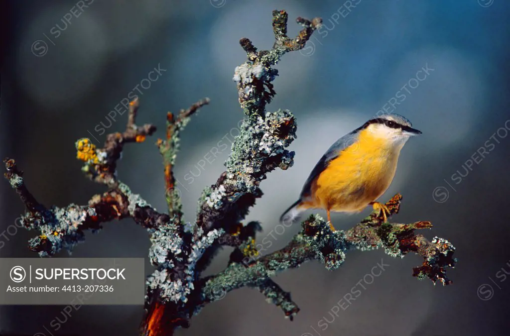 Wood Nuthatch landed on a branch Alsace France