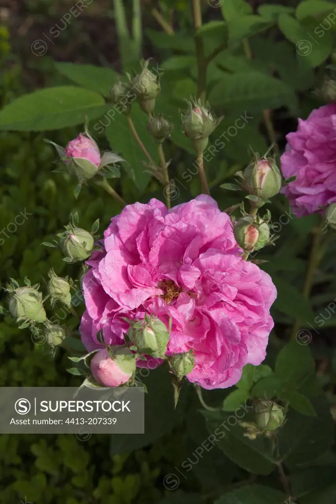 Rose 'Seven Sister Rose' Le Jardin de la Tuque France