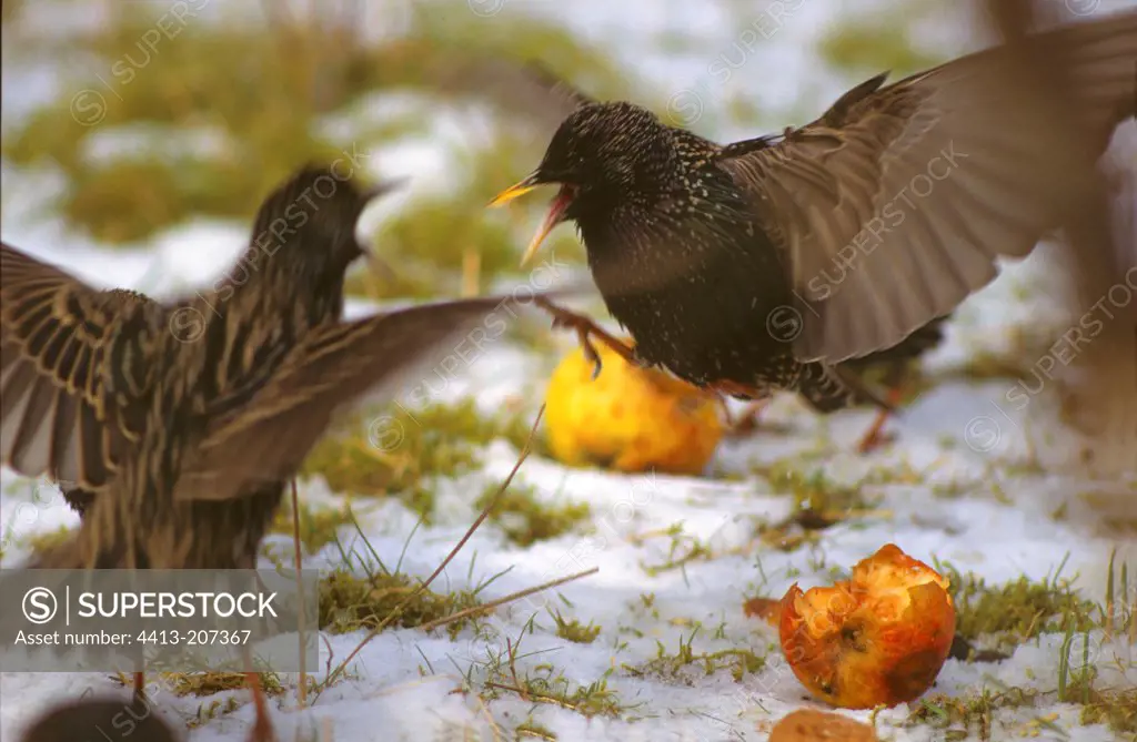 Starlings fighting for an apple Alsace France