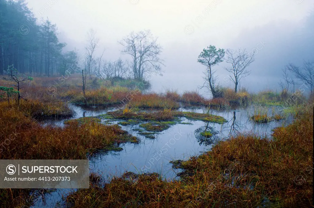 Misty landscape from the edge of the pond to Erbsenthal