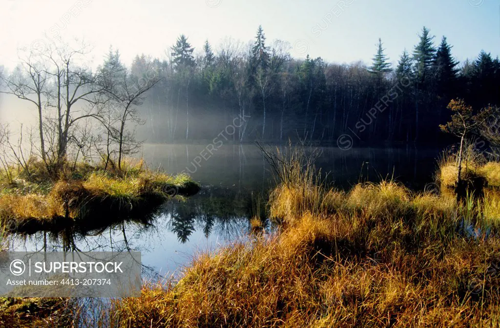 Misty landscape from the edge of the pond to Erbsenthal