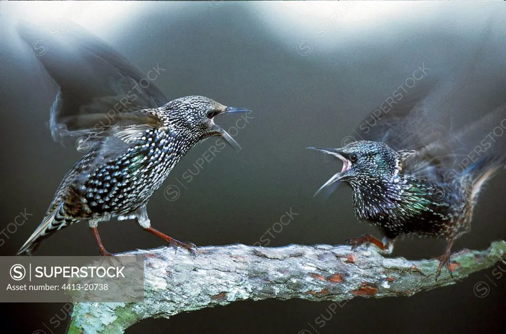 Two Common starlings quarrel on a branch