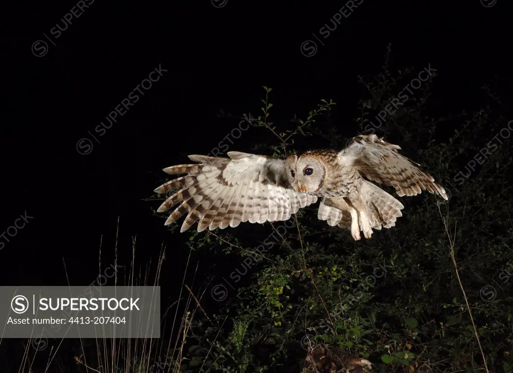 Tawny owl hunting by night France