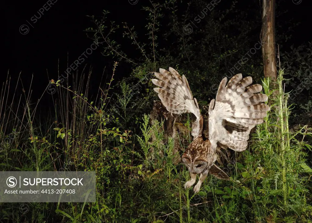 Tawny owl hunting by night France
