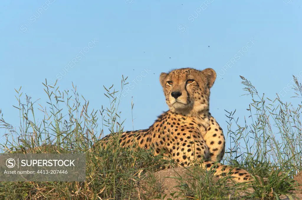 Male Cheetah at rest Kruger Park South Africa