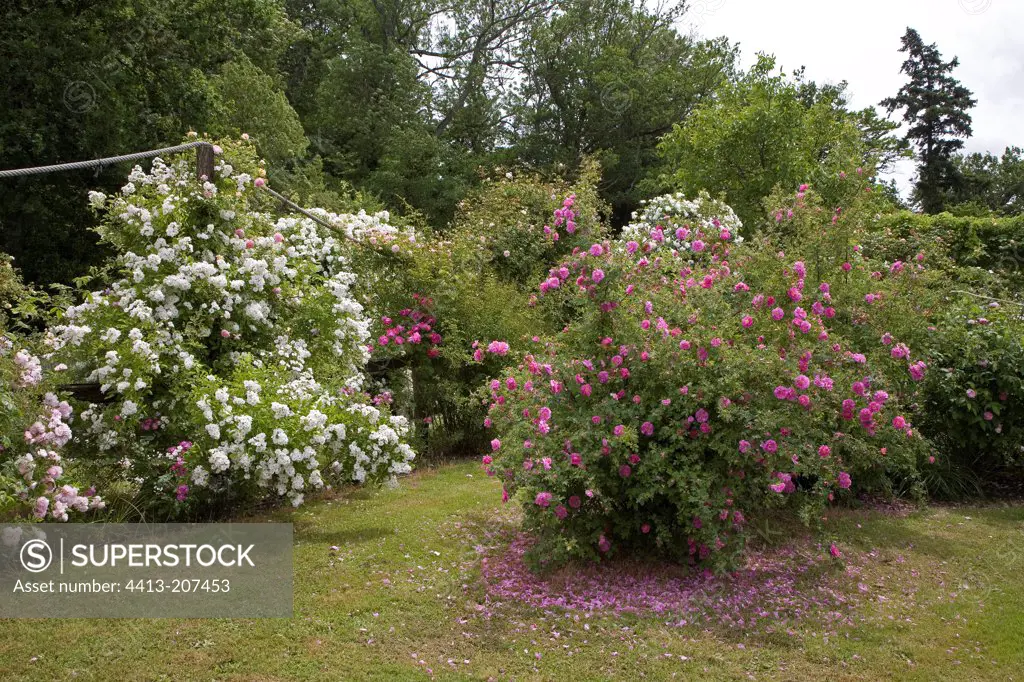 Rose 'Thalia' and californica 'Plena' in May France