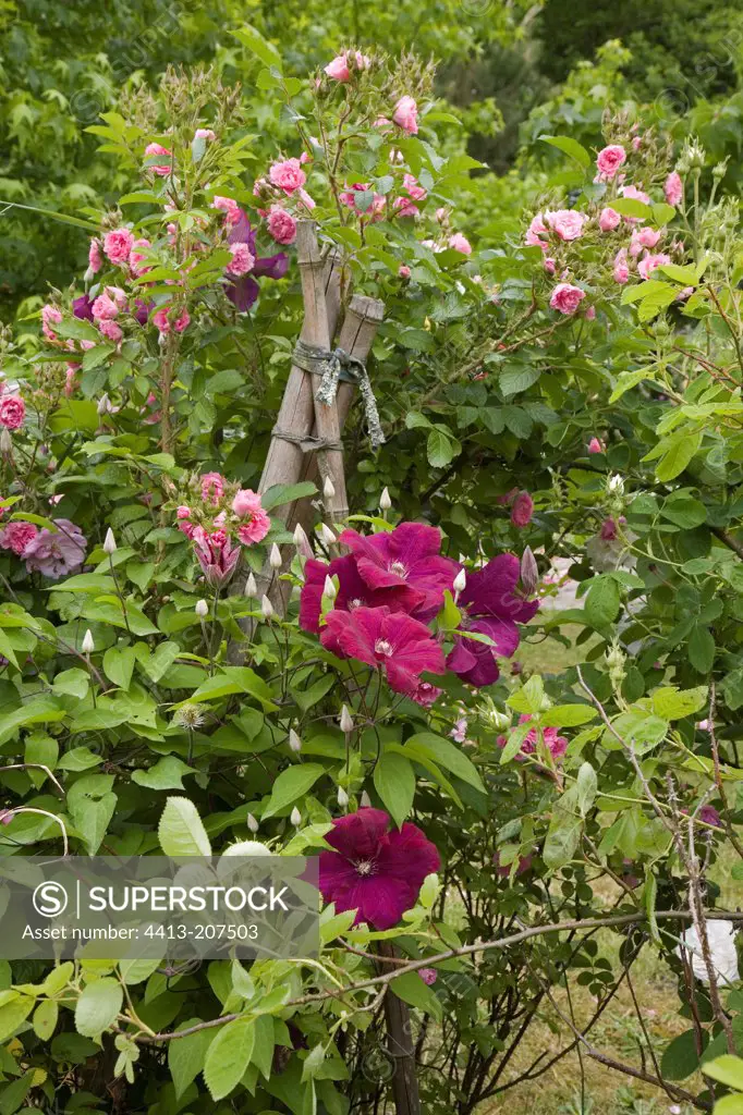 Clematis 'Rouge Cardinal' Rose 'Pink Grootendorst' in May