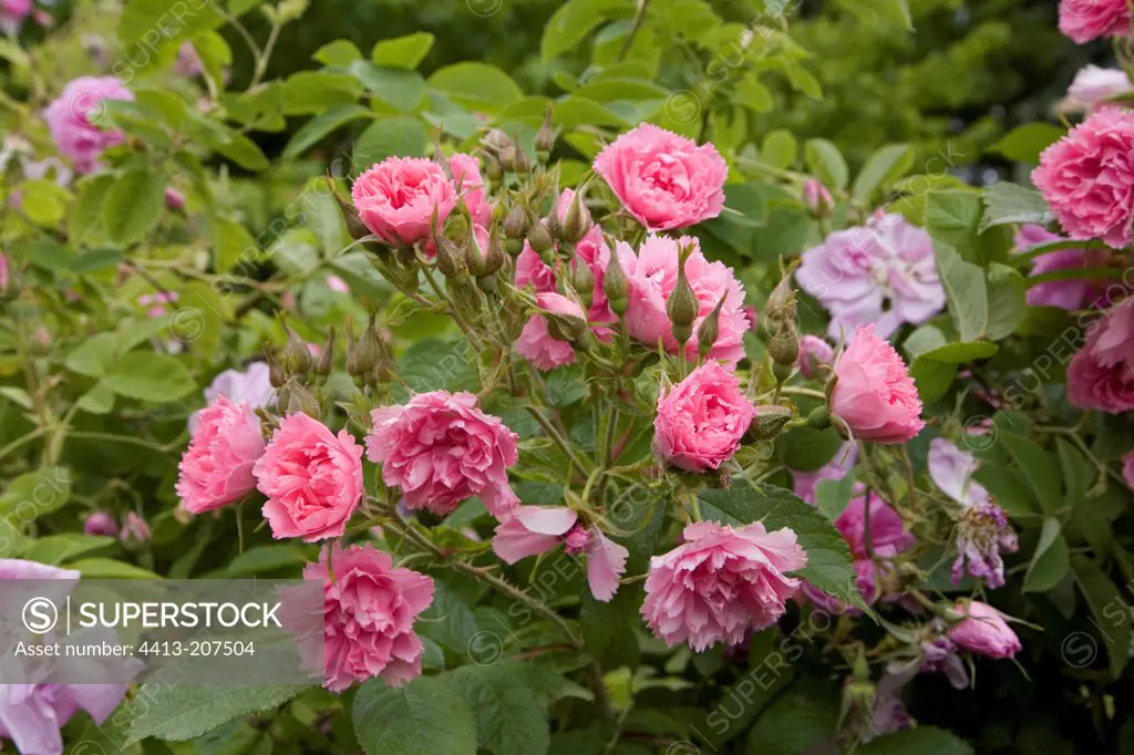 Rose 'Pink Grootendorst' in May France