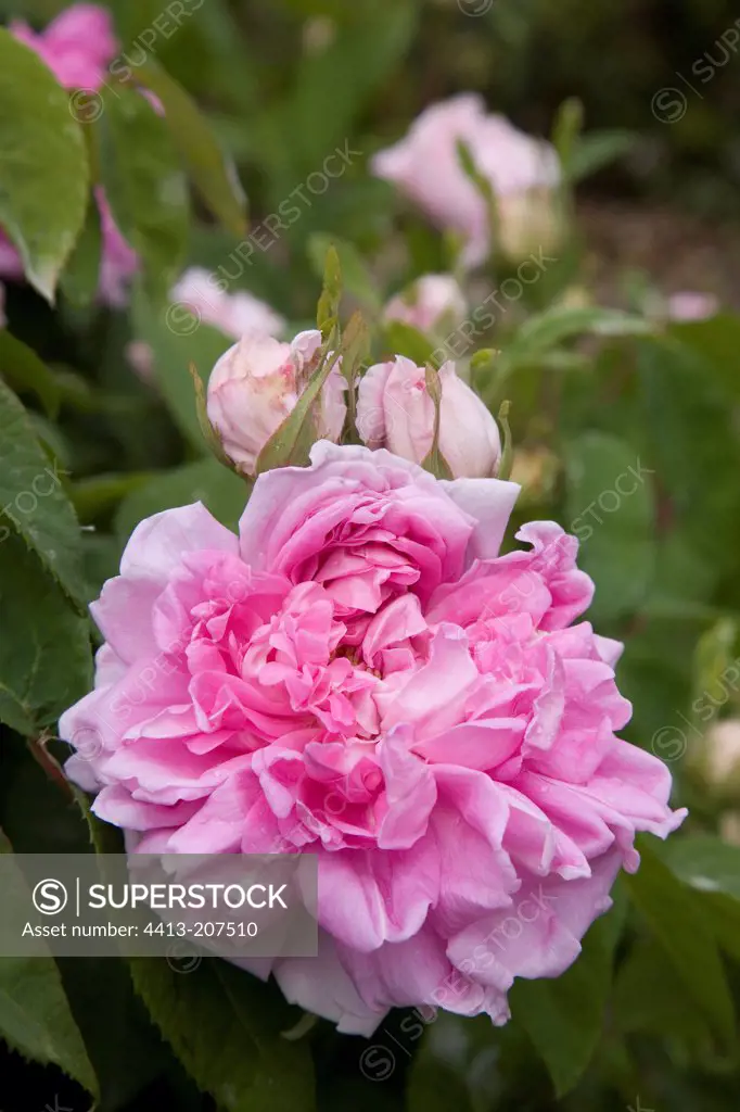 Old Rose 'Tout Aimable' in May France
