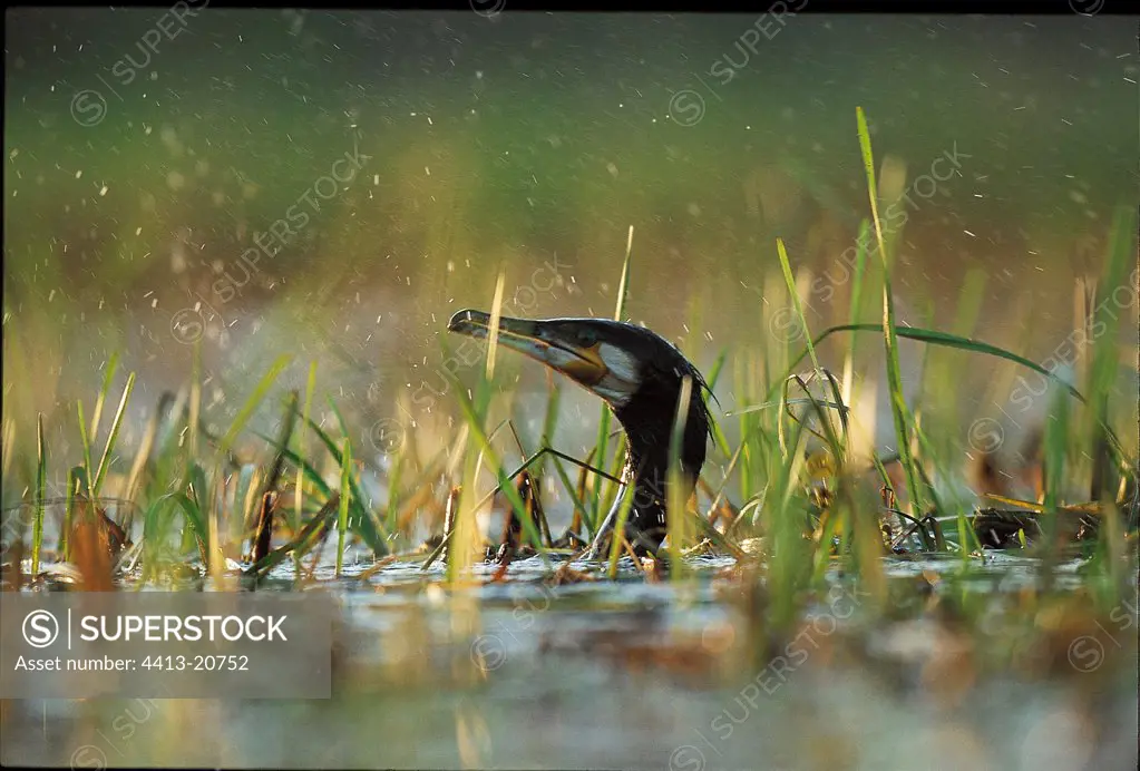 Great cormorant under drops of rain France