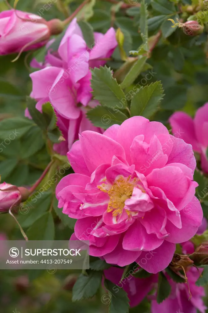 Rosa californica 'Plena' in May France