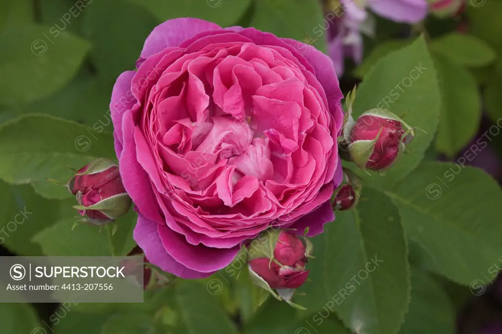Rose 'Souvenir de Brod' in May France