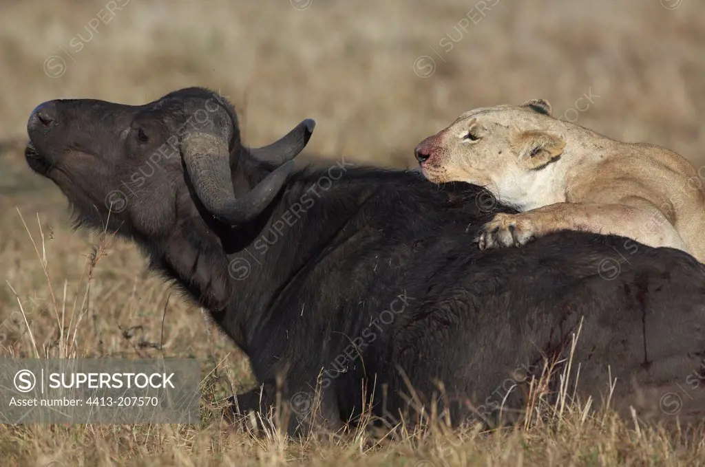 Lioness killing a Cape buffalo Masai Mara